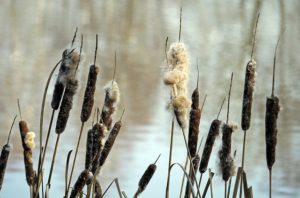 Foxtail nature photo